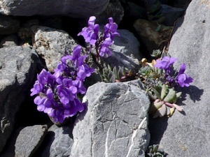 Alpen-Leinkraut